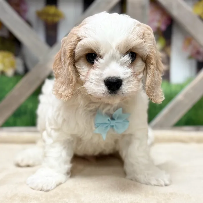 Male Cavachon puppy named Green Ball for sale at Petland North Kansas.