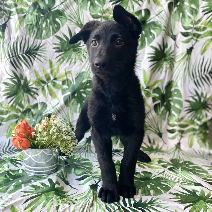 Female German Shepherd Puppy for sale