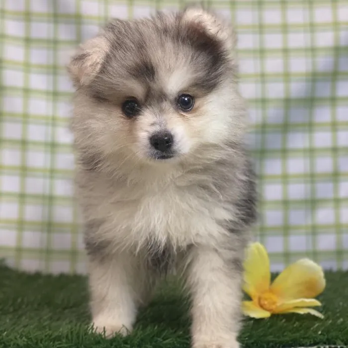 Male Pomsky Puppy for sale