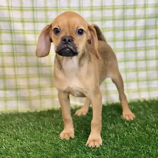 Male Puggle Puppy for sale