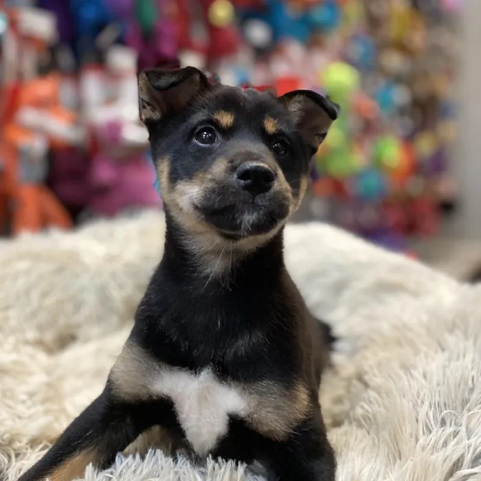 Female Shiba Inu Puppy for sale