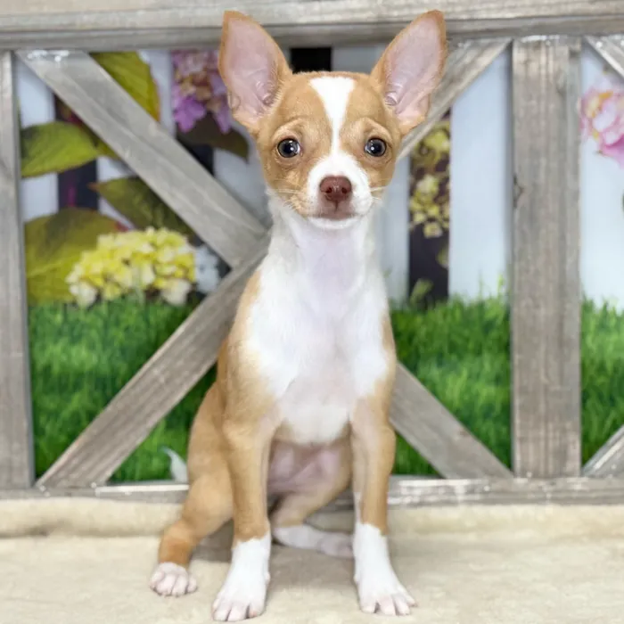 Female Chihuahua puppy named Angelina for sale at Petland North Kansas.