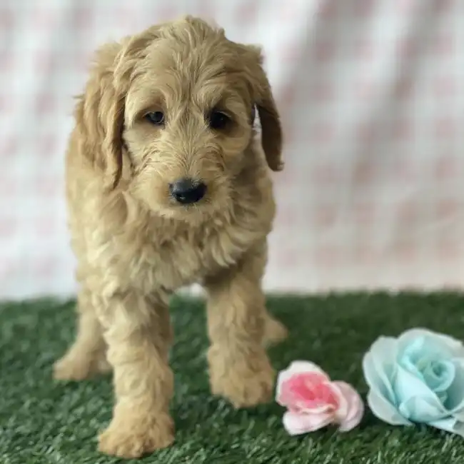 Female Mini Goldendoodle Puppy for sale