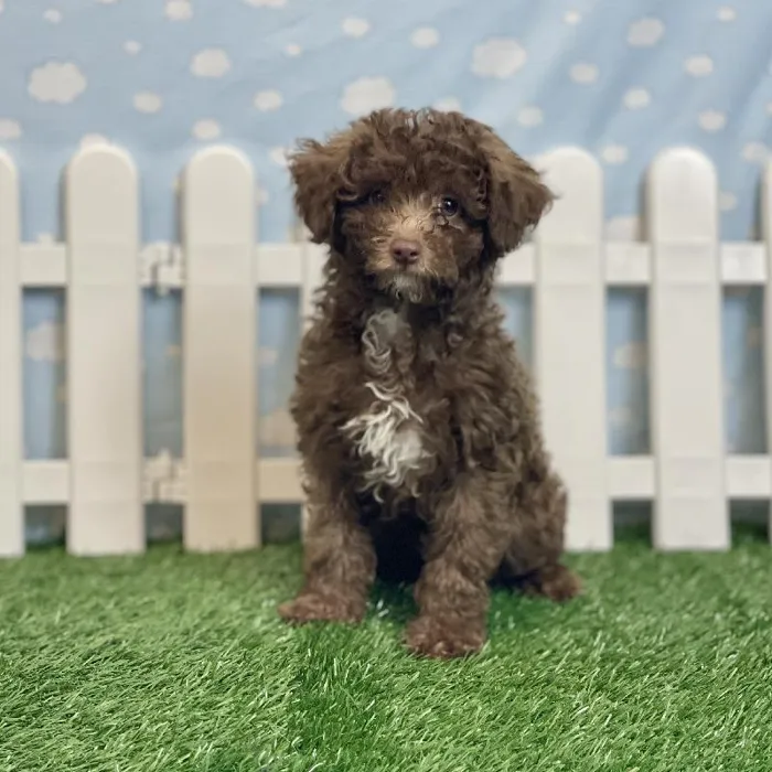 Male Aussiedoodle Puppy for sale