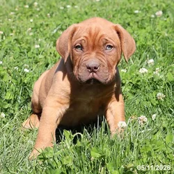 Male Dogue De Bordeaux puppy named Dexter for sale at Petland Blue Springs.