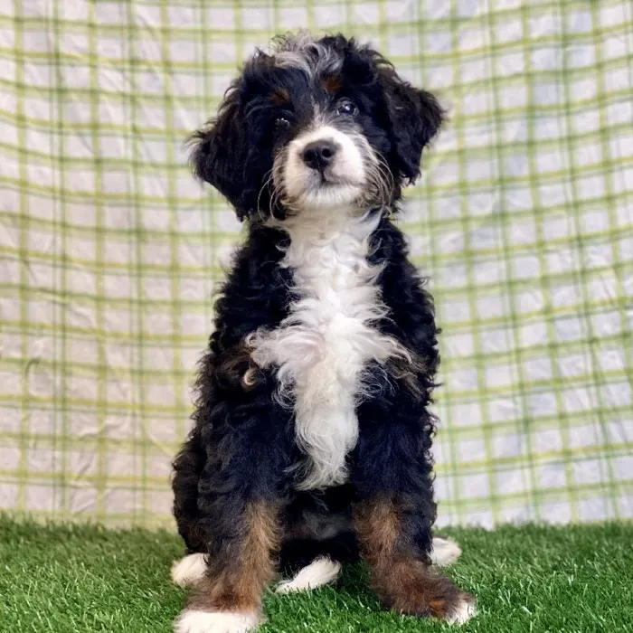 Female Bernedoodle Puppy for sale