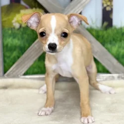 Female Chihuahua puppy named Evangelina for sale at Petland Blue Springs.