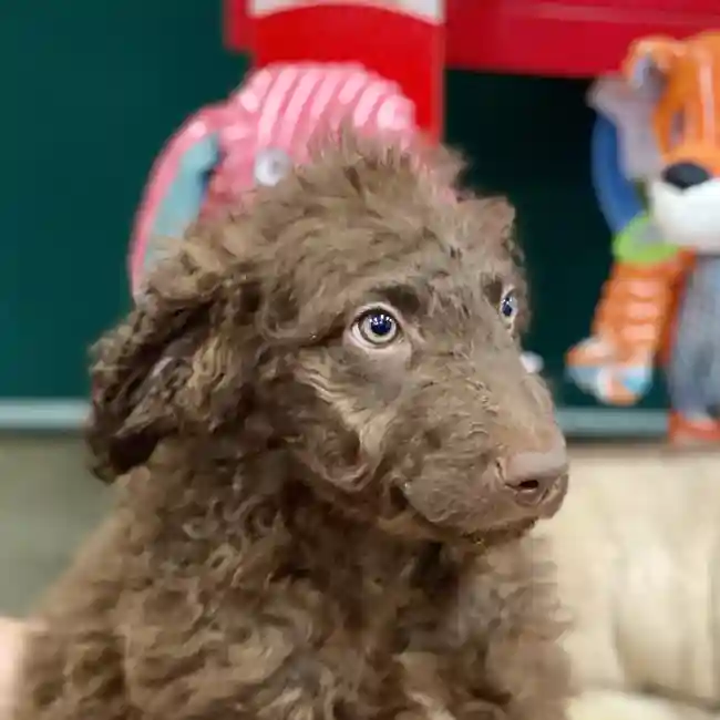 Male ChesaDoodle Puppy for sale
