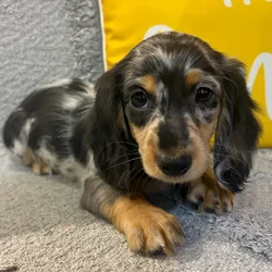 Female Dachshund puppy named Cowgirl for sale at Petland North Kansas.