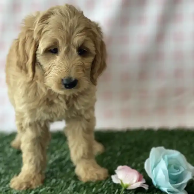 Female Mini Goldendoodle Puppy for sale