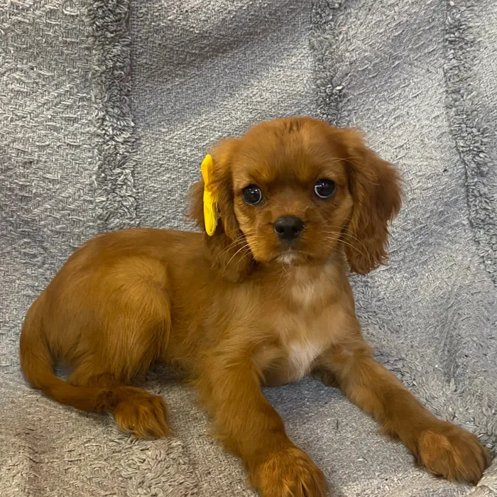 Female Cavalier King Charles Spaniel puppy named Algeria for sale at Petland North Kansas.