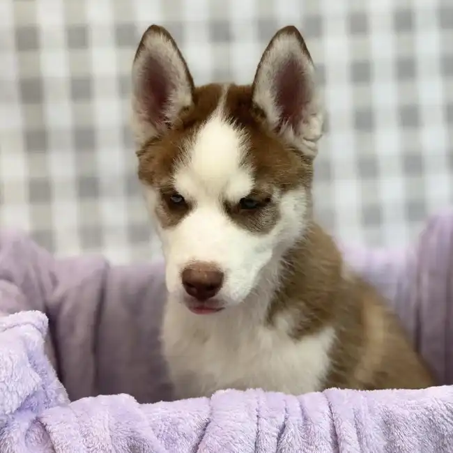 Male Siberian Husky Puppy for sale