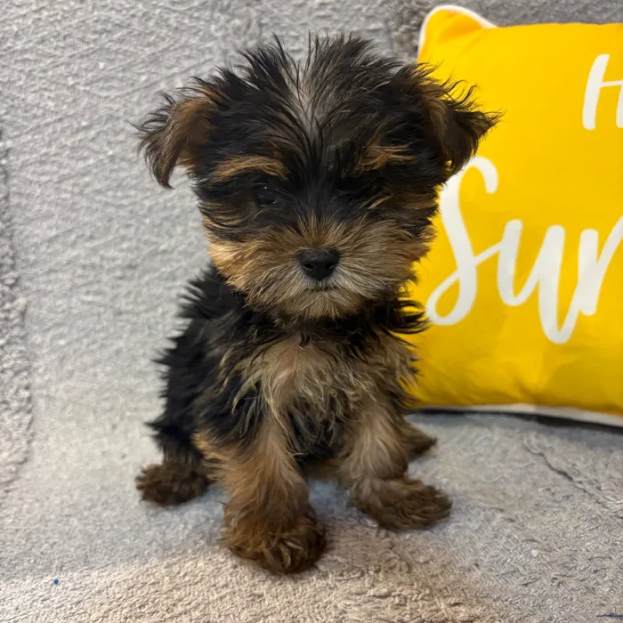 Female Yorkie puppy named Bails for sale at Petland North Kansas.