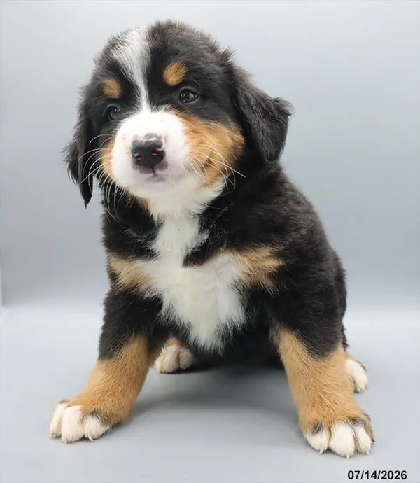 Female Bernese Mountain Dog puppy for sale at Petland Blue Springs.