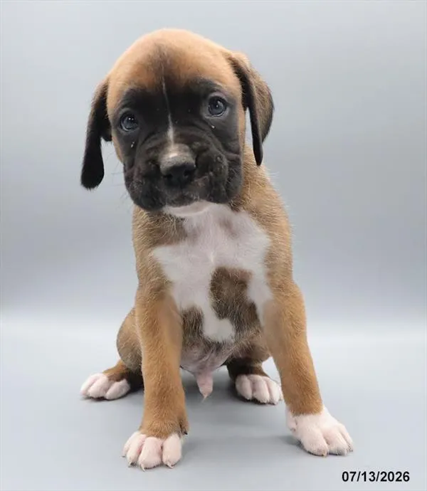 Male Boxer puppy for sale at Petland Blue Springs.