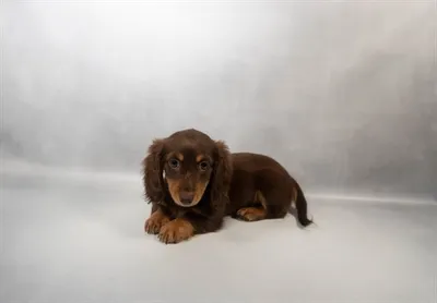 Female Dachshund puppy for sale at Petland North Kansas.