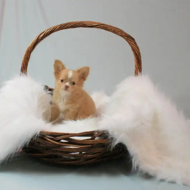 Female Chihuahua Puppy for sale
