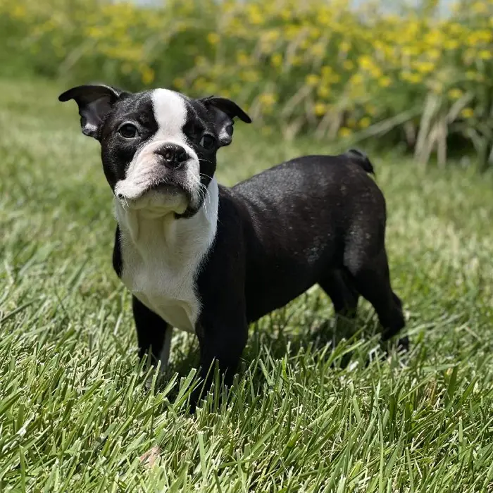 Male Boston Terrier Puppy for sale