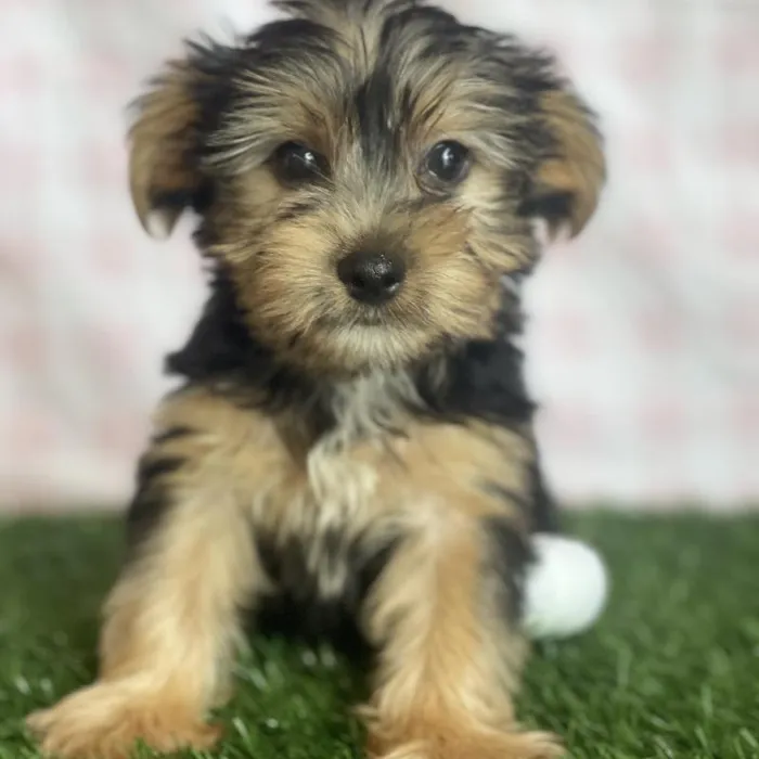 Male Yorkshire Terrier Puppy for sale