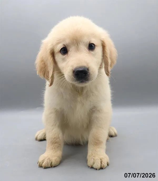 Female Golden Retriever puppy for sale at Petland Blue Springs.