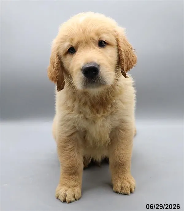 Male Golden Retriever puppy for sale at Petland Blue Springs.