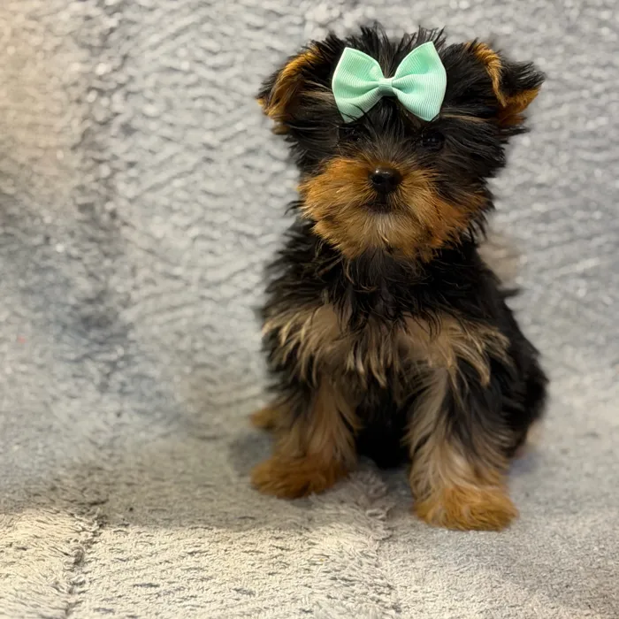 Female Yorkie puppy named Taco Bell for sale at Petland North Kansas.