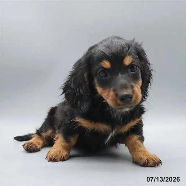 Male Dachshund puppy for sale at Petland Blue Springs.