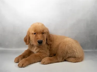 Male Golden Retriever puppy named Ned for sale at Petland North Kansas.