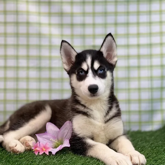 Female Siberian Husky Puppy for sale