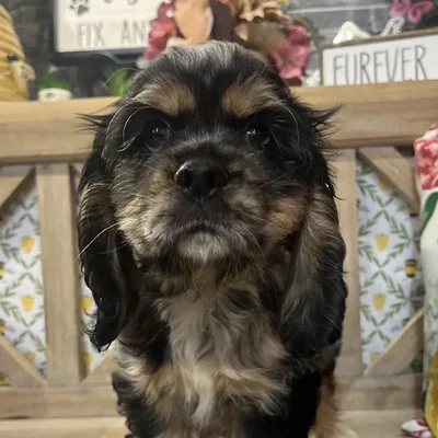 Male Cocker Spaniel Puppy for Sale in Kansas City, MO