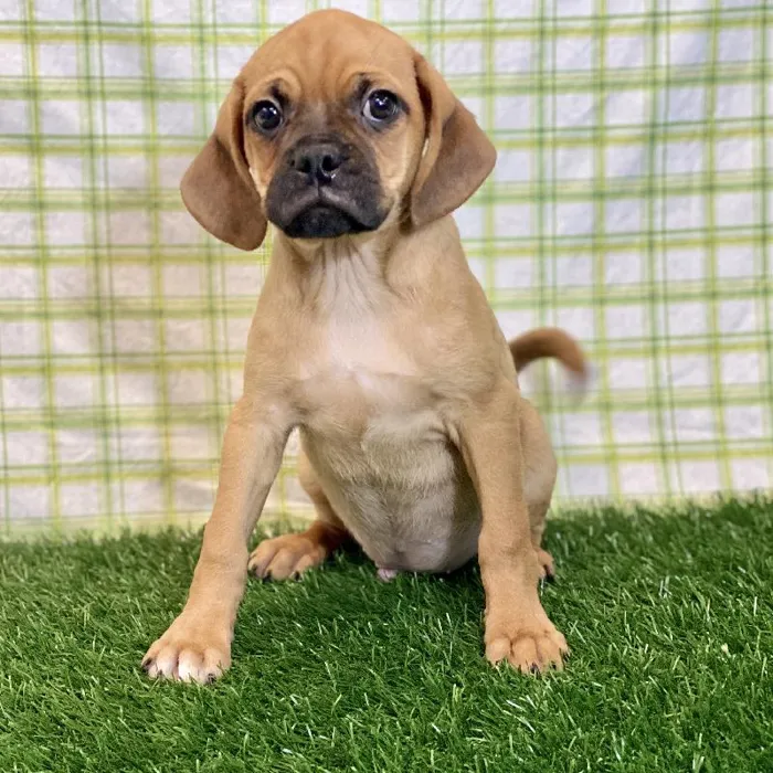 Male Puggle Puppy for sale