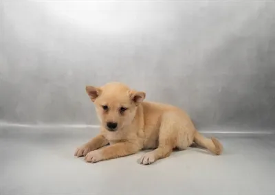 Female Shiba Inu puppy named Suki for sale at Petland North Kansas.