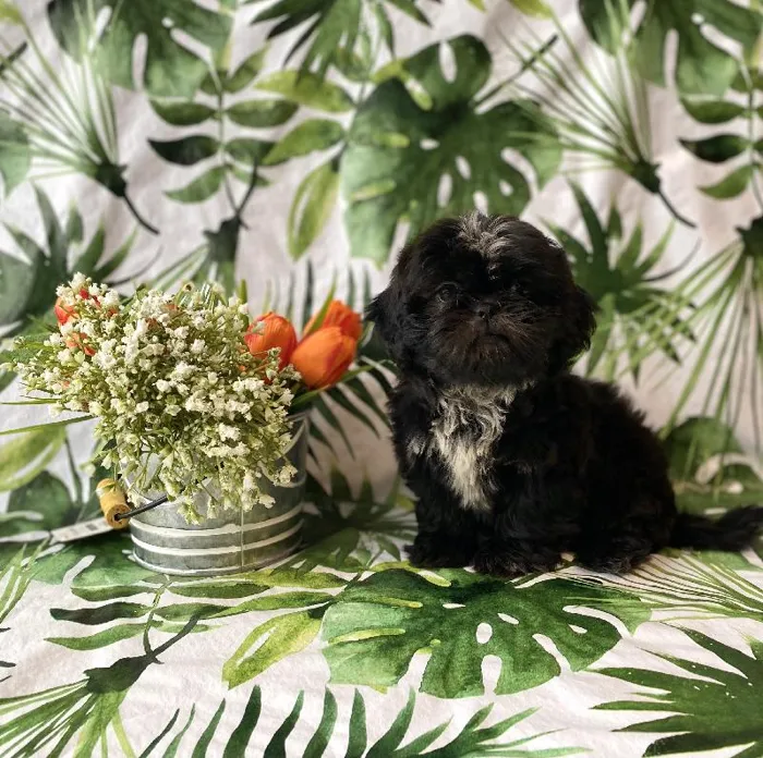 Female Shih Tzu Puppy for sale