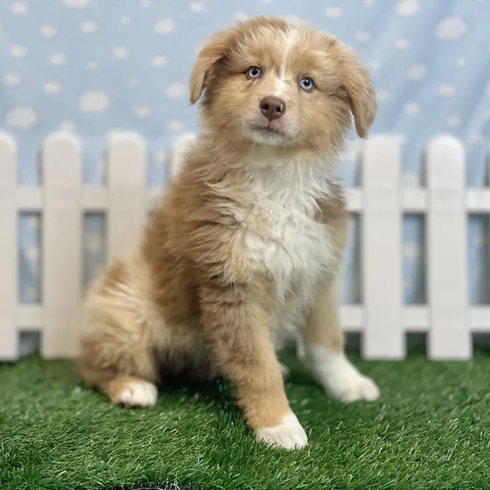 Female Australian Shepherd Puppy for sale