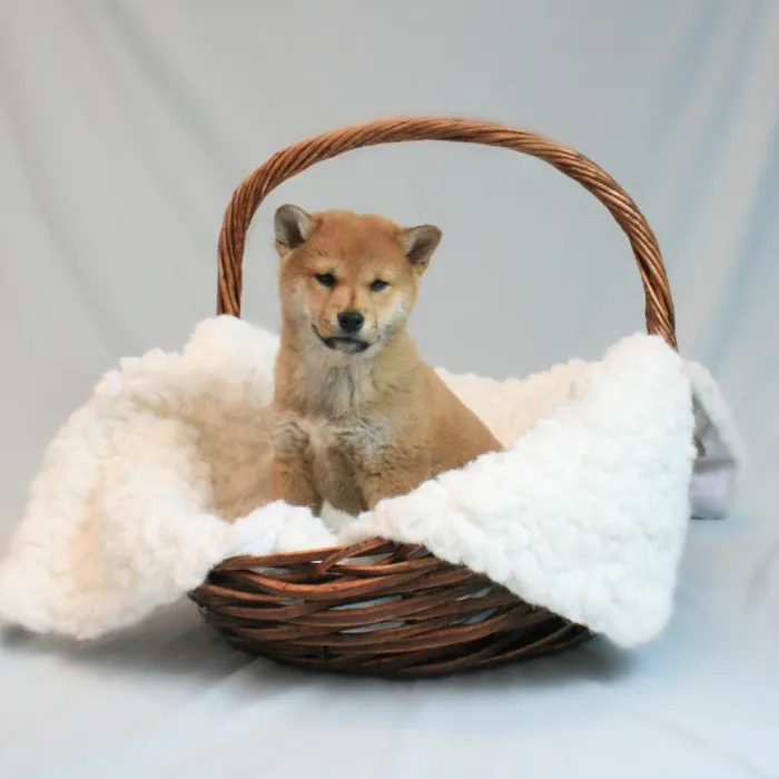 Female Shiba Inu Puppy for sale