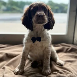 Male English Springer Spaniel puppy named Bo for sale at Petland Blue Springs.