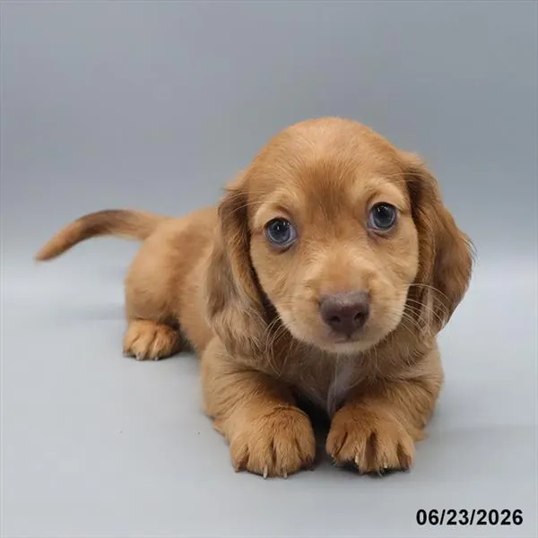 Male Dachshund puppy for sale at Petland Blue Springs.