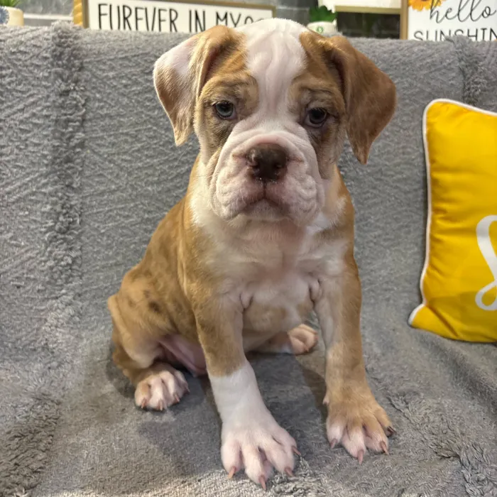 Female Victorian Bulldog puppy named Cookie for sale at Petland North Kansas.