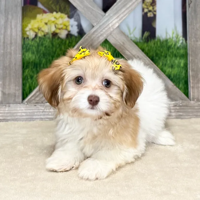 Female Havanese puppy named Elena for sale at Petland North Kansas.