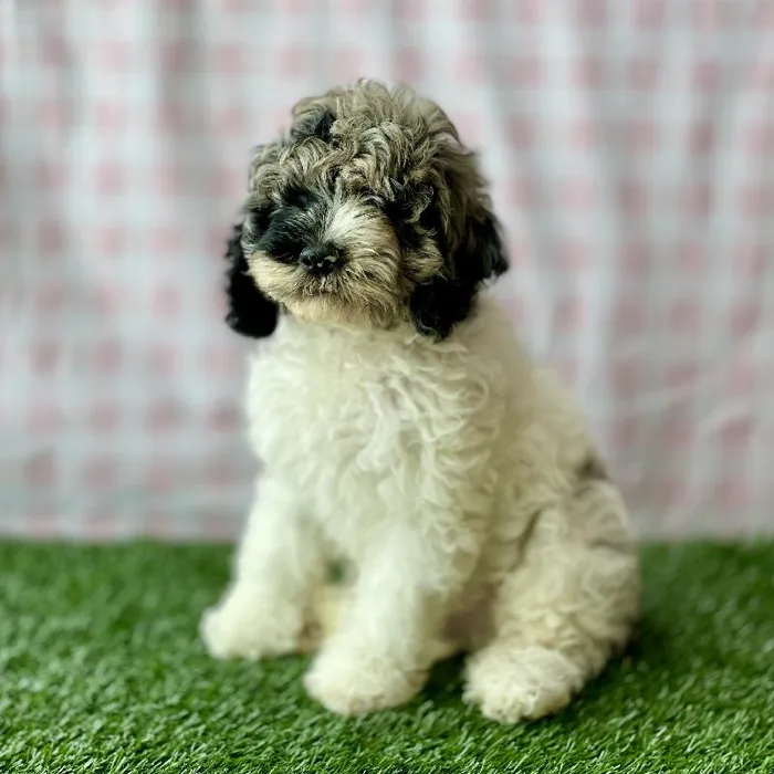 Male Cockapoo Puppy for sale