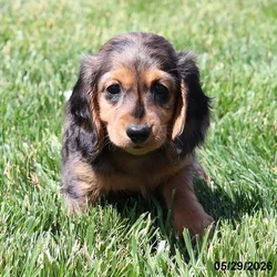 Female Dachshund puppy for sale at Petland Blue Springs.