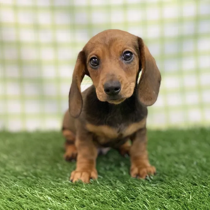 Male Dachshund Puppy for sale