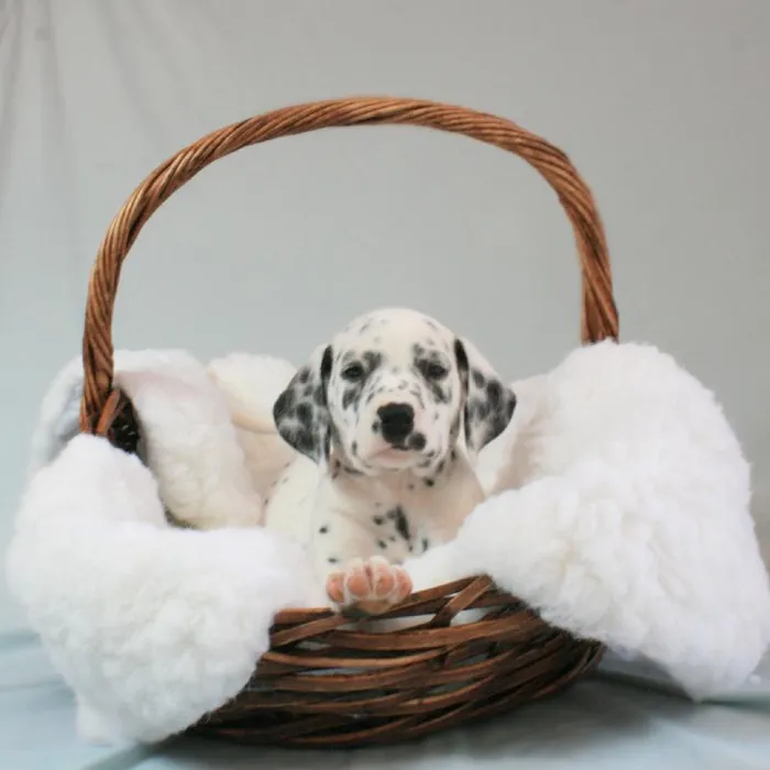 Male Dalmatian Puppy for sale