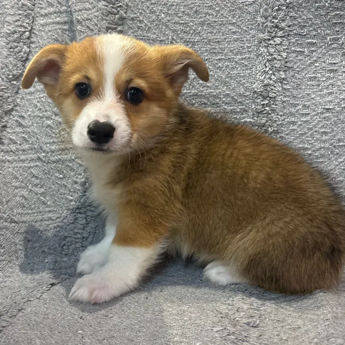 Male Pembroke Welsh Corgi puppy for sale at Petland North Kansas.