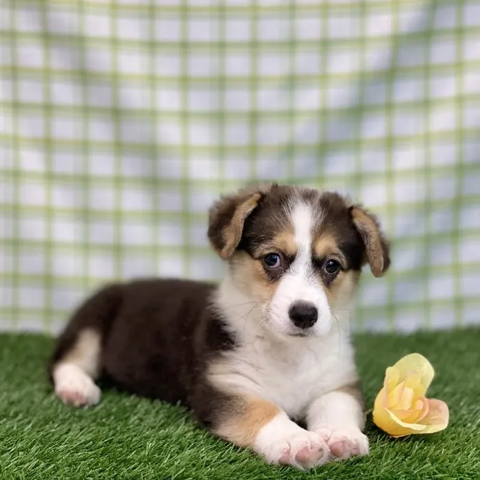 Female Pembroke Welsh Corgi Puppy for sale