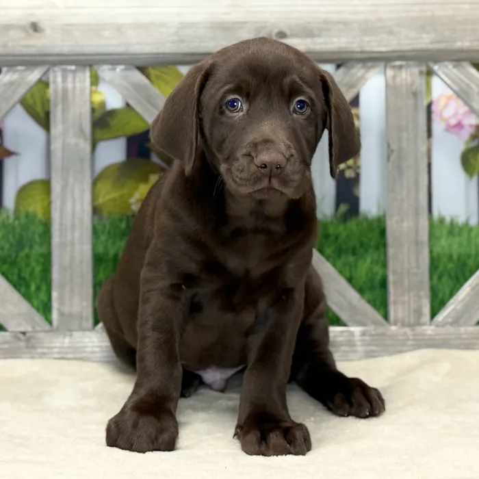Male Labrador Retriever puppy named Hershey for sale at Petland North Kansas.