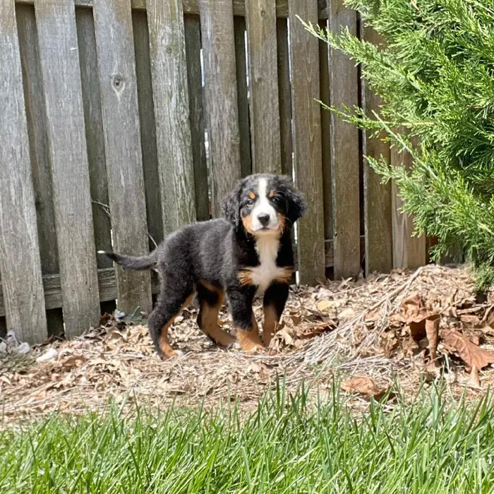 Male Bernese Mountain Dog Puppy for sale