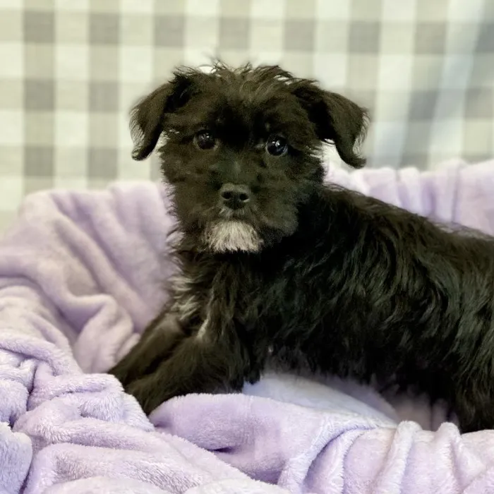 Male Schnoodle Puppy for sale