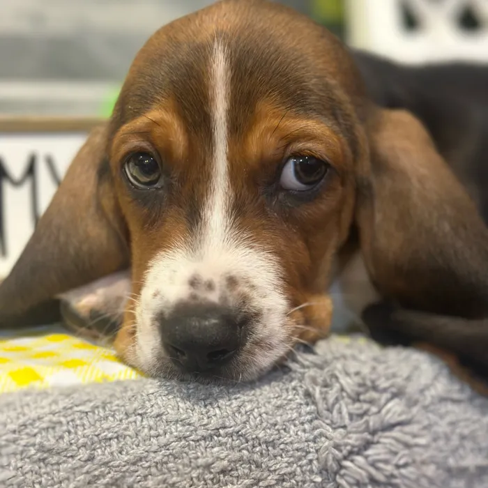 Male Basset Hound puppy named Copper for sale at Petland North Kansas.
