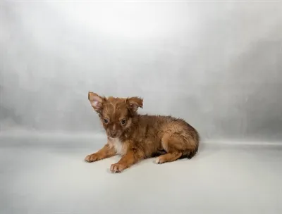Male Chihuahua puppy for sale at Petland North Kansas.
